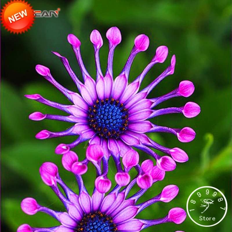 50 semillas frescas de flores de osteospermum para plantar multicolor