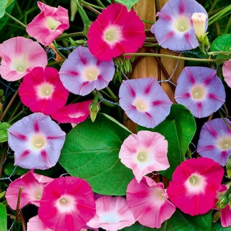 Seeds4planting – Semillas Morning Glory Purple Mix Ipomoea Flores anuales