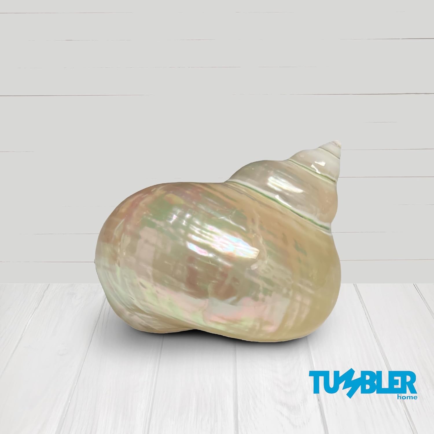 Carcasa turbo grande, conchas marinas de 3 a 4 pulgadas, conchas marinas para decoración, conchas para manualidades, decoración costera del hogar y