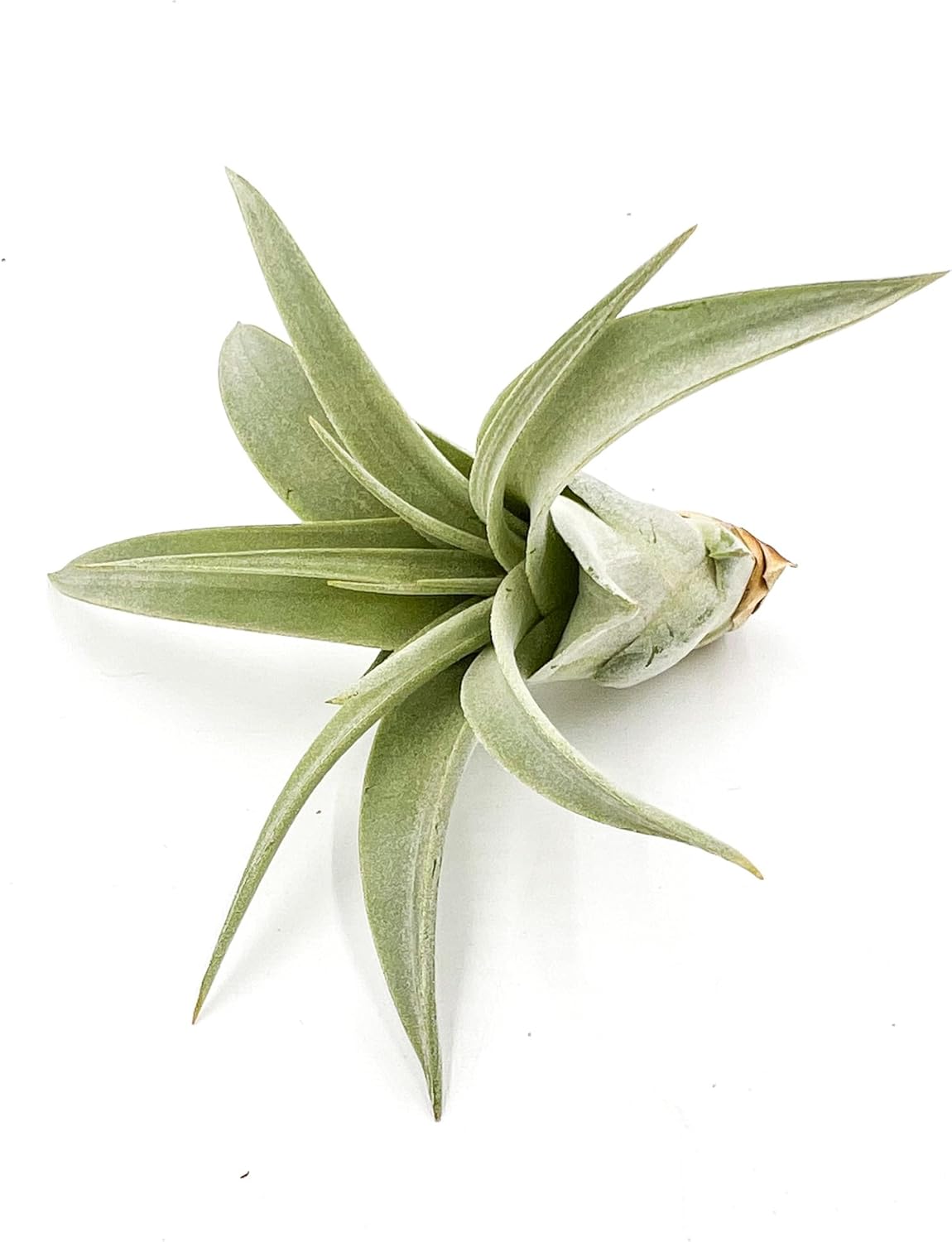 Planta de aire vivo  Tillandsia Xerographica Pup, regular 2-4 pulgadas  1 unidad  Ideal para regalos y regalos, plantas de interior vivas y plantas