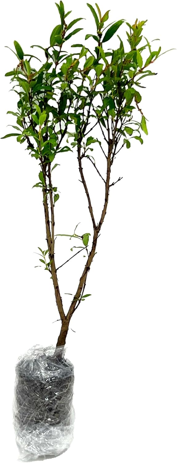 Árboles frutales vivos – Tapón de granada enana Punica Granatum de 9 a 12 pulgadas de alto – 1 ct – Color cuando florece rojo, bonsái – Llegada viva