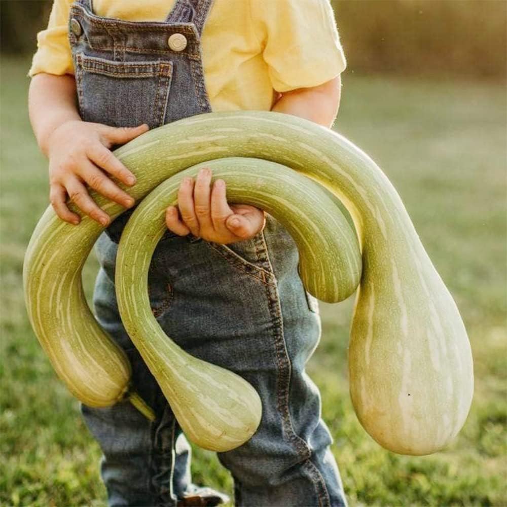 QAUZUY GARDEN Tromboncino Climbing Summer Squash (calabacín) – 45 semillas – reliquia y polinizada abierta – Deliciosas semillas de vegetales para