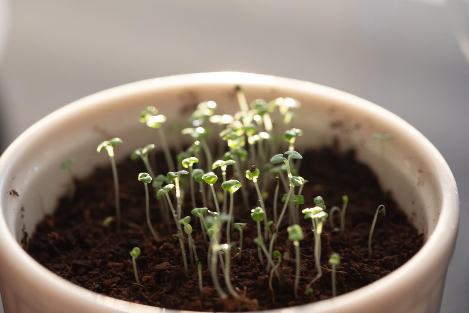 Semillas de hierba gatera – Nepeta cataria para plantar, más de 2200 semillas de hierbas, cultivo en interiores o exteriores, reliquia, sin OMG, a