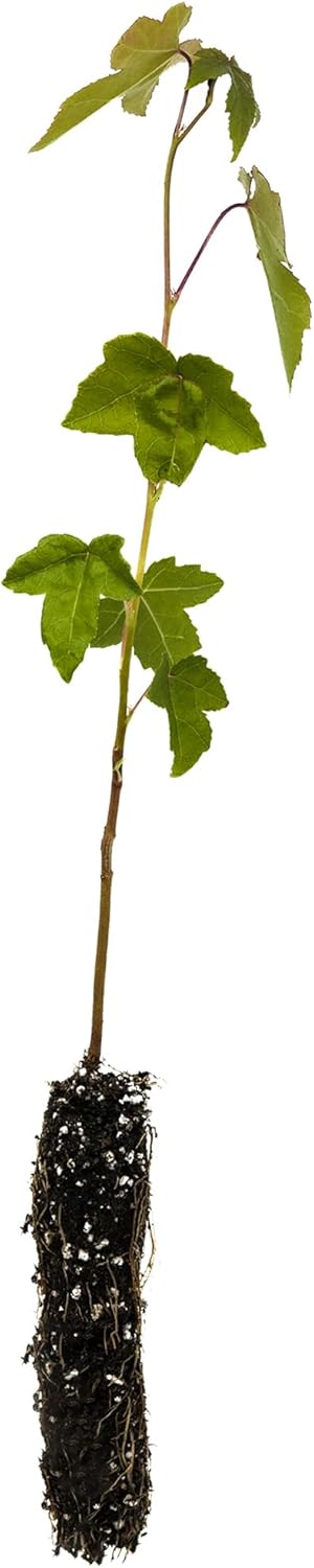 American Sweetgum  Plántula de árbol pequeño  The Jonsteen Company