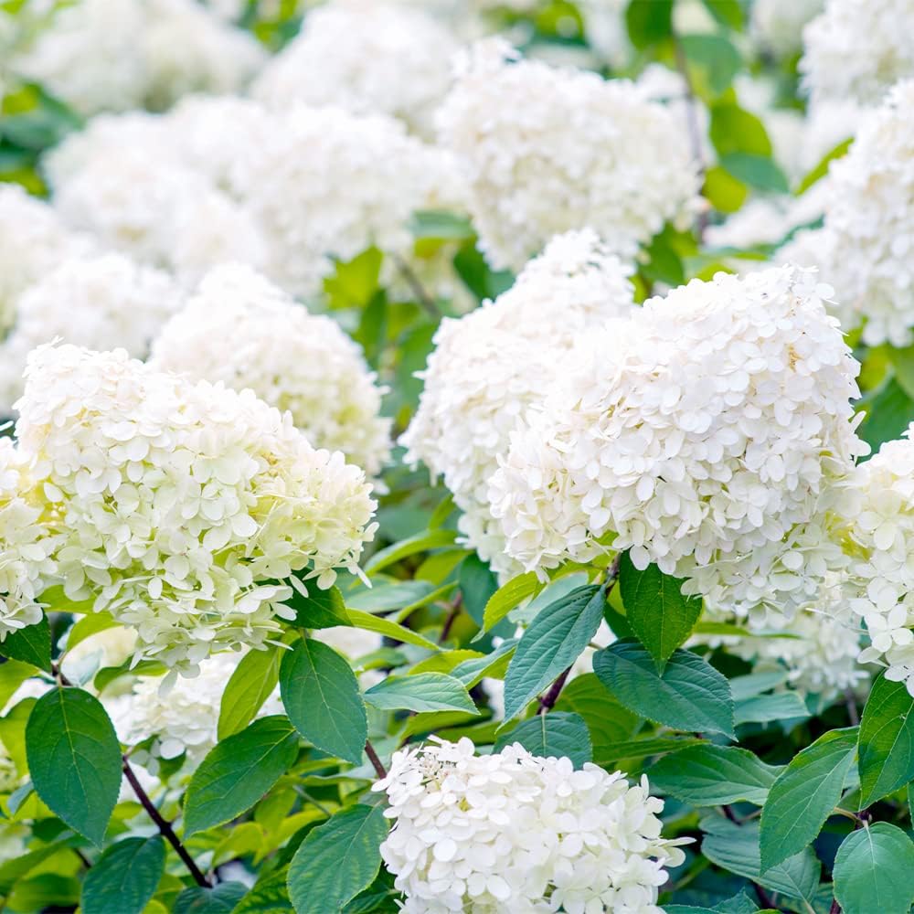 50 semillas de hortensias de hoja de roble (quercifolia de hortensia) arbustos de flores perennes – Resistente y tolerante a la sequía – Pantalla de