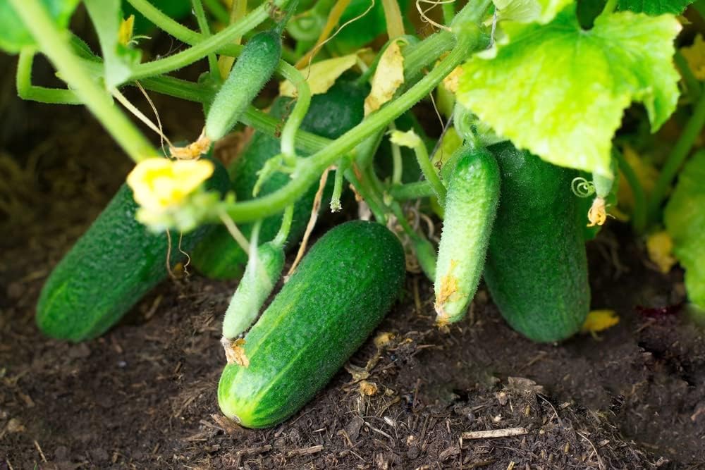 Semillas de pepino Calypso para plantar, más de 25 semillas de reliquia por paquete, semillas de jardín de Isla (semillas de jardín de Isla),
