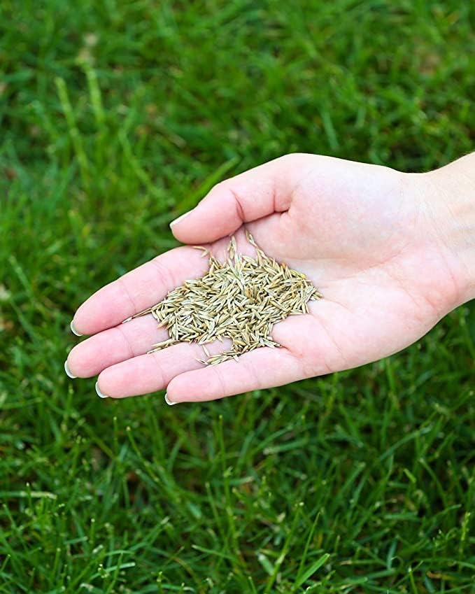 Sun & Shade, Kentucky Bluegrass, Festuca, sol medio y sombra, mantenimiento normal a bajo, bolsa de 1 libra