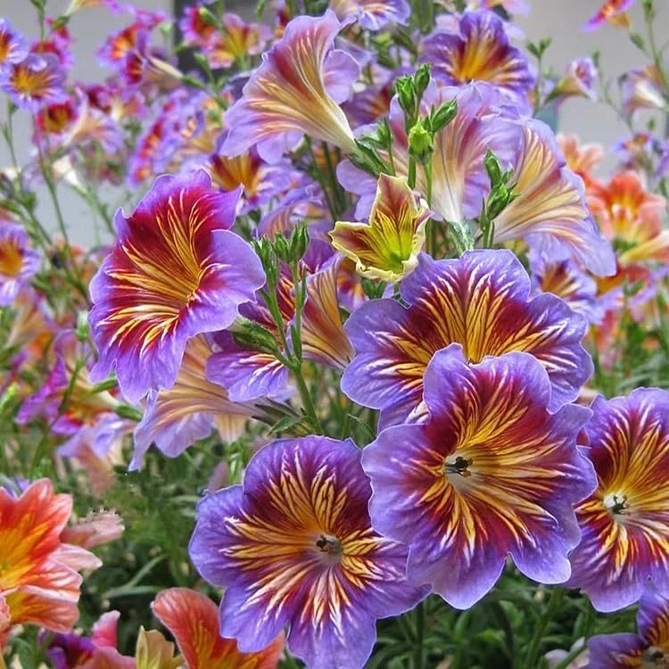 Chilean Morning Glory Seeds – 100 semillas de colores mixtos para flores impresionantes