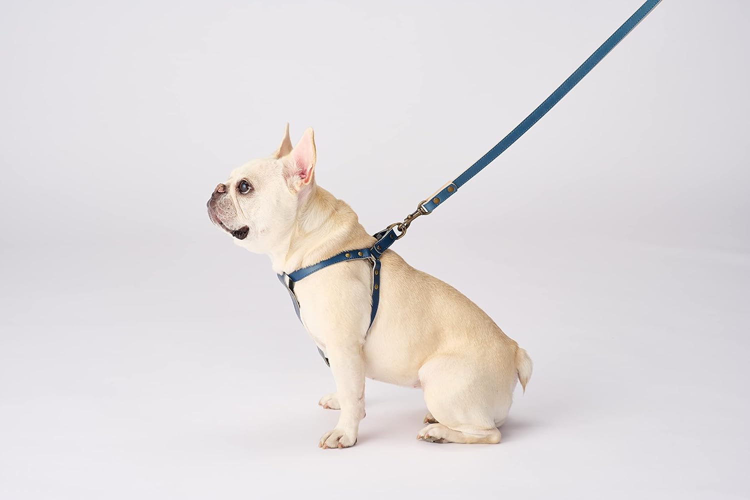 BONBI ALCON Tochigi – Arnés de piel para perros medianos, marrón, talla M, fabricado en Japón