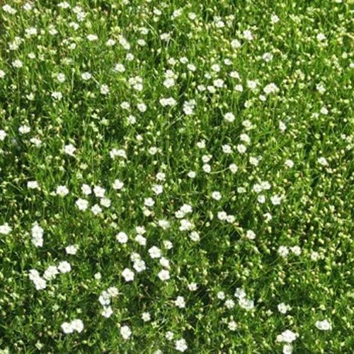 Semillas de musgo irlandés para plantar, cultiva una impresionante cubierta del suelo que florece atractivas flores blancas, fabricadas en Estados