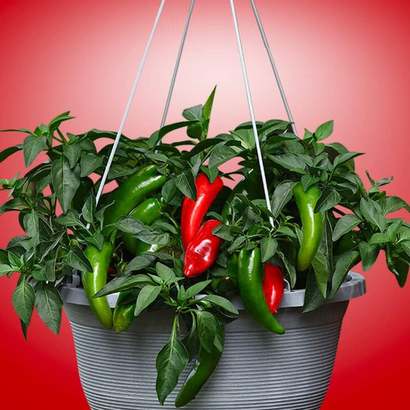 Pepper Joe’s Pot-a-Peno Seeds – Paquete de 10 semillas híbridas de jalapeño – Cultivadas en Estados Unidos – Jalapeño compacto galardonado