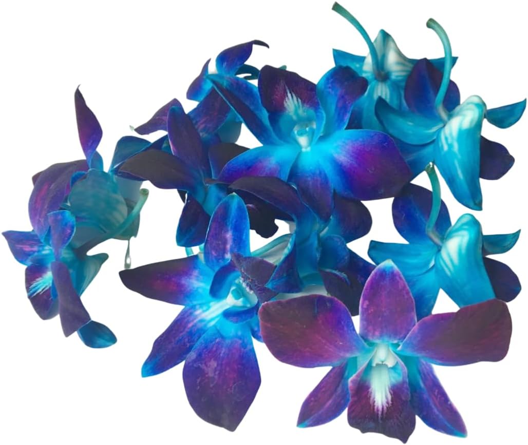 Miami Fresh Orchid Flower OrchidClub USA Sunne Tropical Loose Bloom DIY Lei, decoración de alimentos y bebidas (50 azul)