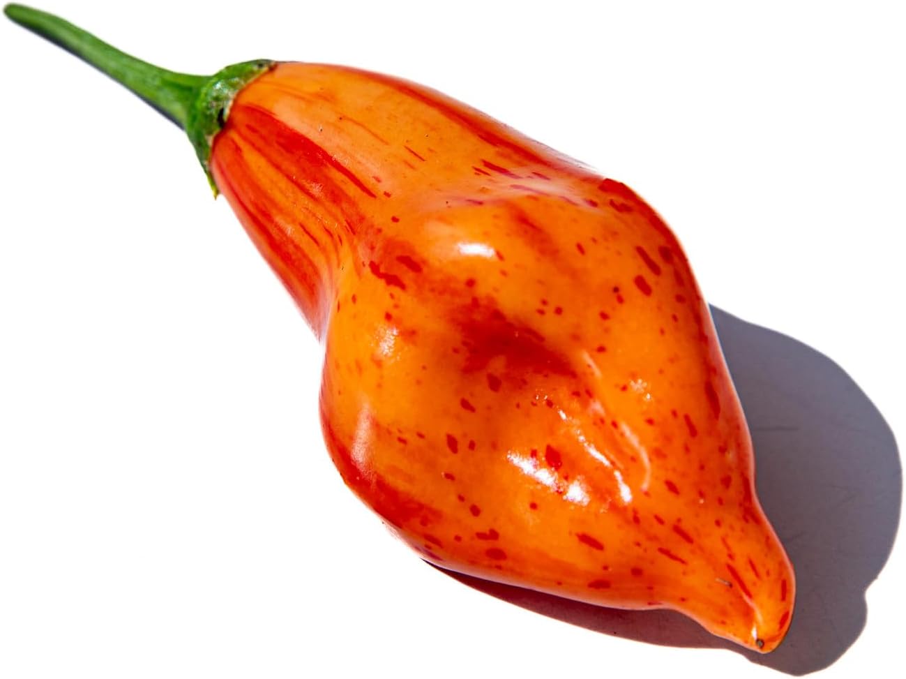 Aji Mandarina Tigre Rayas Rayado Tocino Heirloom Pepper Paquete de semillas prémium
