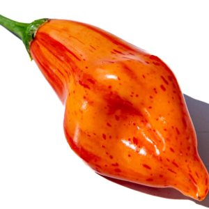 Aji Mandarina Tigre Rayas Rayado Tocino Heirloom Pepper Paquete de semillas prémium Aji Mandarina Tigre Rayas Rayado Tocino Heirloom Pepper Paquete de semillas prémium