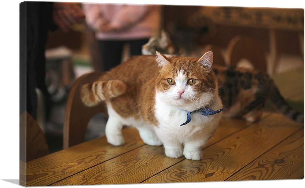 ARTCANVAS Munchkin Cat Home decor Canvas Art Print Stretched Framed Painting Picture Poster Giclee Wall Decor – 26″ x 18″ (1.50″ Deep)