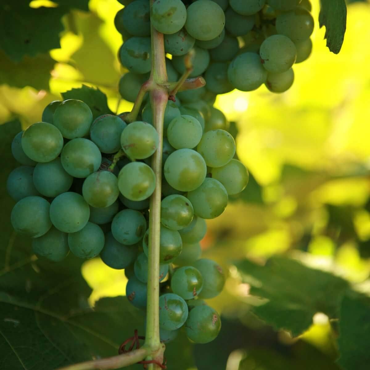Pixies Gardens (Juego de 2 macetas de 1 galón), arbusto de vid de uva Niágara, uvas blancas utilizadas para vinos, champán, mermeladas, gelatinas y