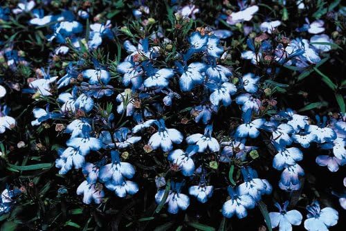 200 semillas de flores Blue Splash Lobelia Regatta Erinus