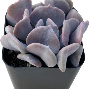 Echeveria ‘Cubic Frost’, suculenta viva totalmente arraigada en maceta de 2 pulgadas con mezcla de tierra, planta de casa para interiores y Echeveria ‘Cubic Frost’, suculenta viva totalmente arraigada en maceta de 2 pulgadas con mezcla de tierra, planta de casa para interiores y