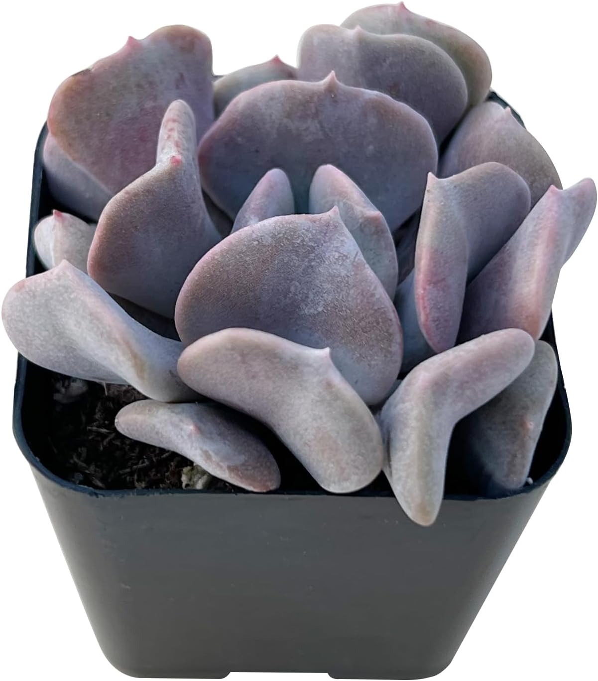 Echeveria ‘Cubic Frost’, suculenta viva totalmente arraigada en maceta de 2 pulgadas con mezcla de tierra, planta de casa para interiores y