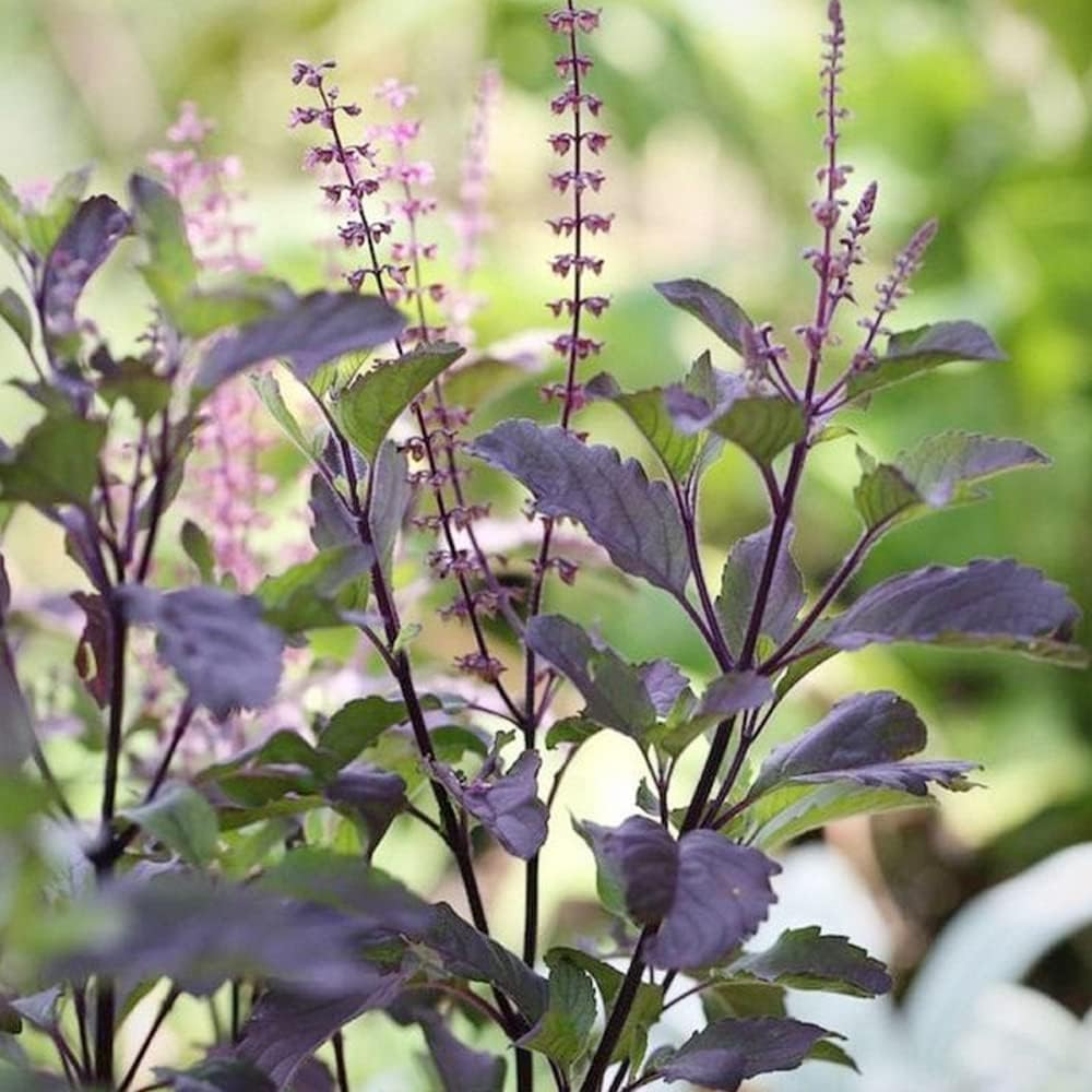 QAUZUY GARDEN 200 semillas de albahaca sagrada roja, Krishna Tulsi Tulasi, Ocimum Sanctum – Semillas de hierbas tradicionales sin OMG – Semillas