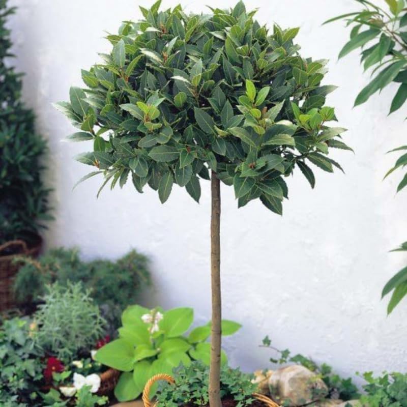 Laurus Nobilis – Árbol de hoja de laurel dulce, árbol de laurel dulce, árbol de laurel de laurel, 6-8 pulgadas de alto