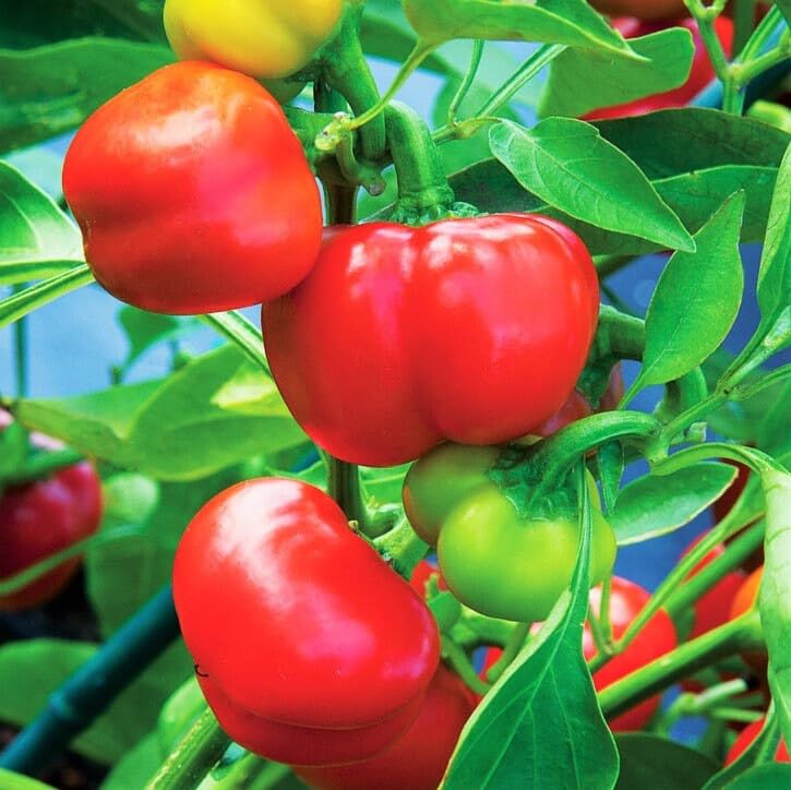 TomorrowSeeds – Semillas de pimiento de pimiento – Paquete de más de 100 unidades – Para 2024 Pimiento 100 Scoville Pimiento Suave Pimiento Piquante
