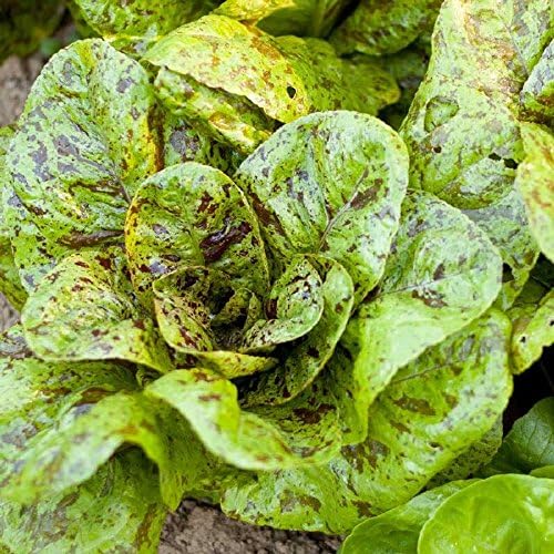 Pecas semillas de lechuga romana, más de 1000 semillas tradicionales por paquete, semillas de jardín de Isla (semillas de jardín de Isla), semillas
