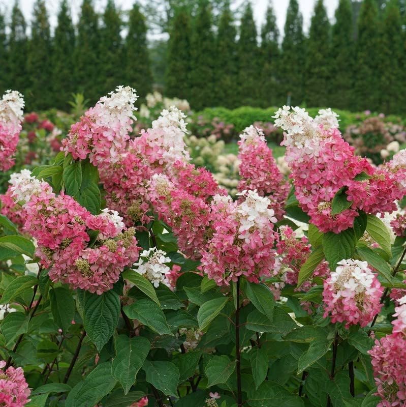 1 galón Pinky Winky Prime Panicle Hydrangea (Paniculata) Planta viva, flores rosas y blancas