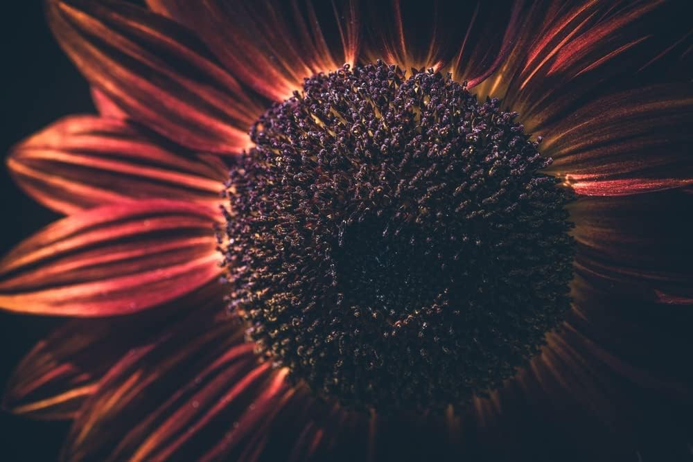 Velvet Queen Mix – Semillas de girasol para plantar, más de 50 semillas por paquete, semillas de jardín de Isla (semillas de jardín de Isla),