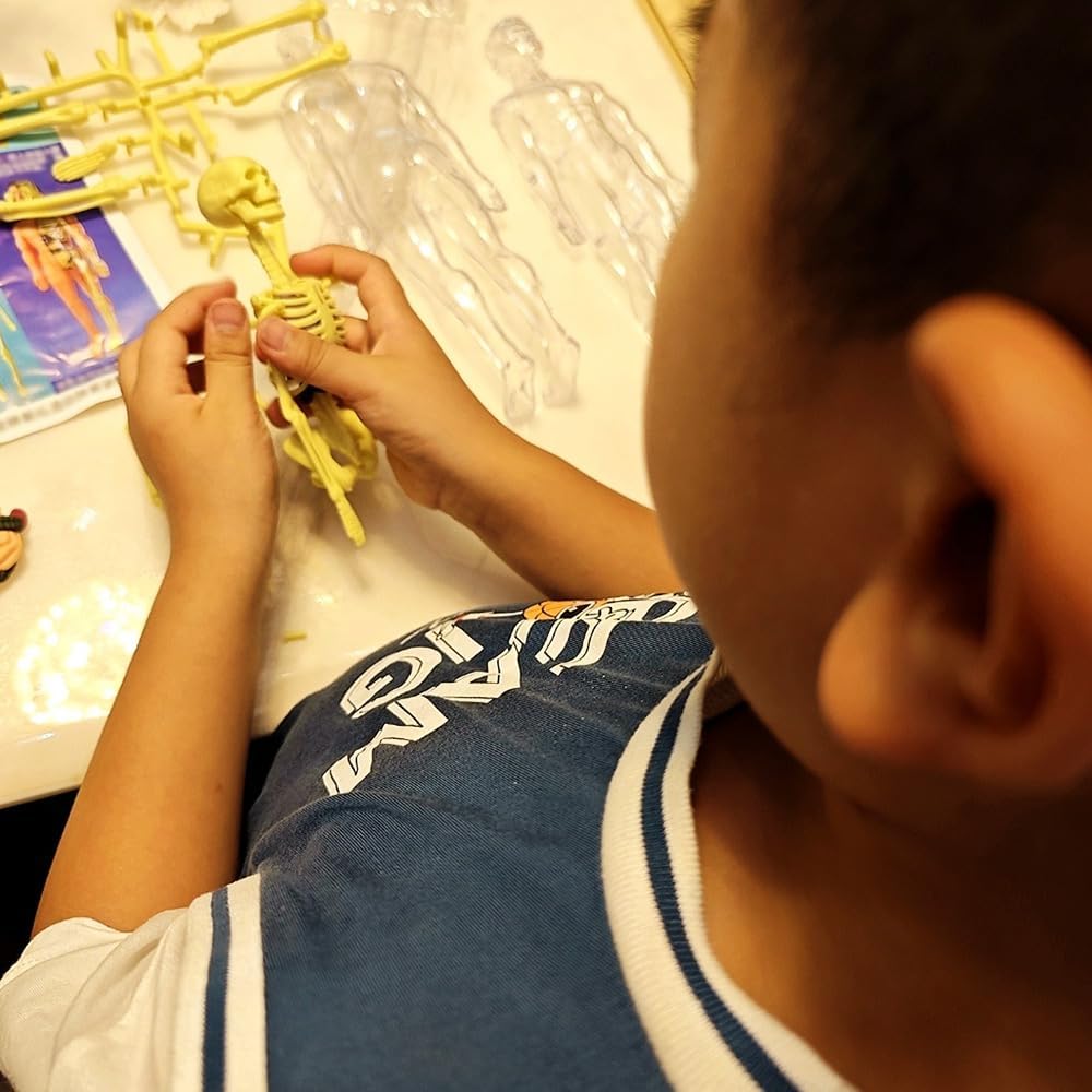 Modelo de torso de cuerpo humano 3D para niños, modelo de anatomía de niños, modelo de Skelton humano anatómico científico con piezas extraíbles,