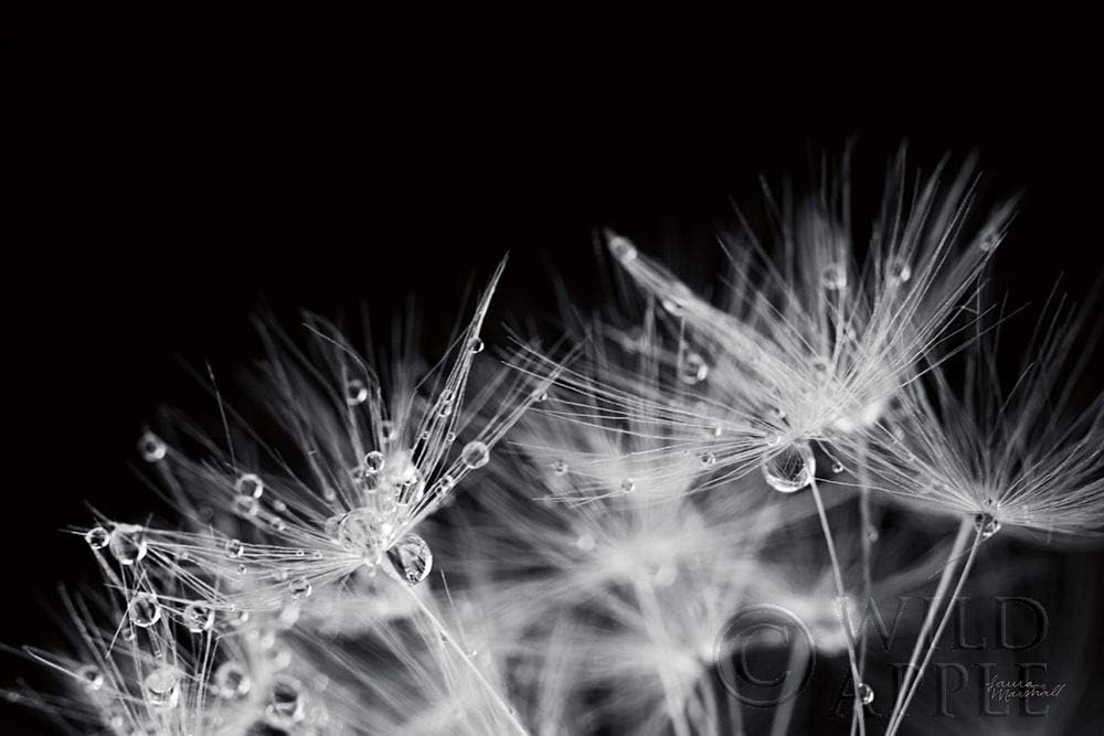 Posterazzi PDX55011SMALL Dandelion Dewdrops II Laura Marshall – Póster impreso, 24 x 15 pulgadas, multicolor