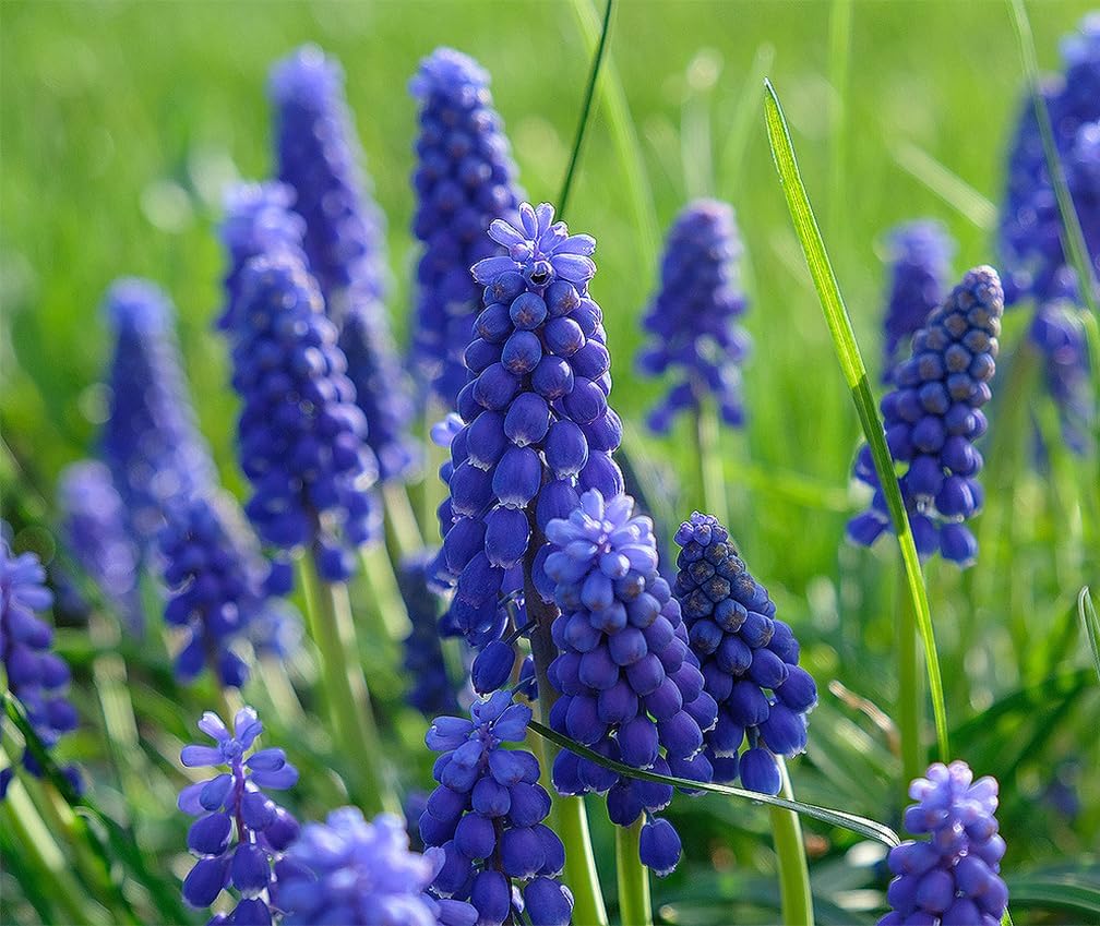 15 Jacinto de Uva – Muscari Armeniacum – Bombilla Tamaño 3.5-3.9 in – Floración Primavera