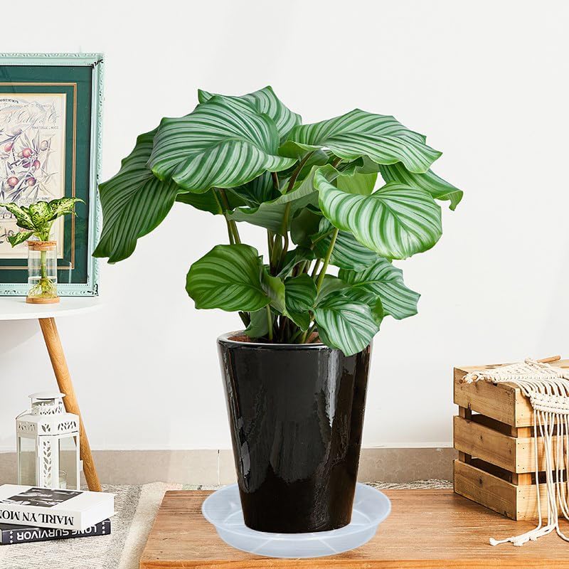 Platillos transparentes para plantas, paquete de 6 bandejas redondas de plástico de 8 pulgadas, resistentes para interiores y exteriores, jardín,