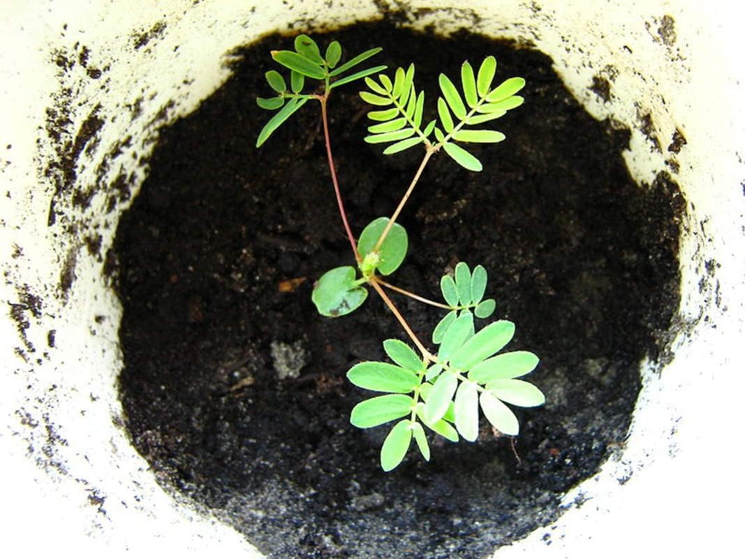 1-1000 piezas de semillas de árbol de Shameplant sensible durmiendo planta tímida humilde Mimosa Pudica púrpura 0149 (5+ semillas)
