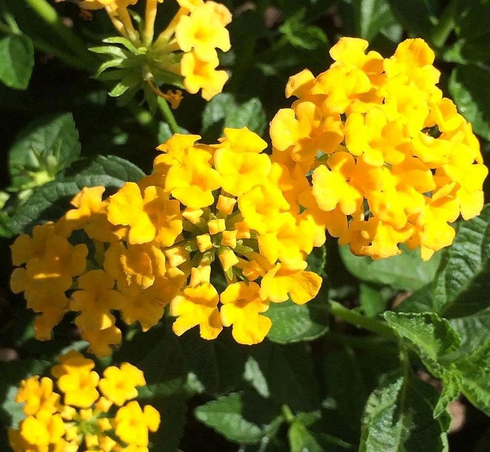 99roadsgarden Lantana Mix 100+ semillas de flores fáciles de cultivar para interiores y exteriores