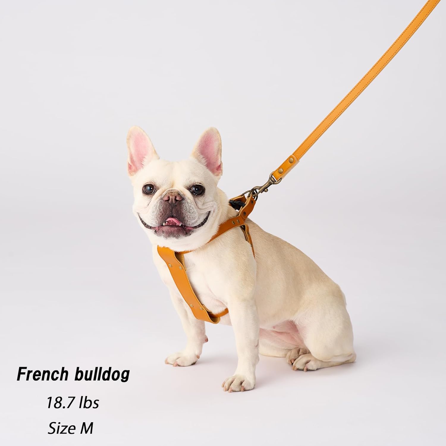 BONBI ALCON Tochigi – Arnés de piel para perros medianos, marrón, talla M, fabricado en Japón