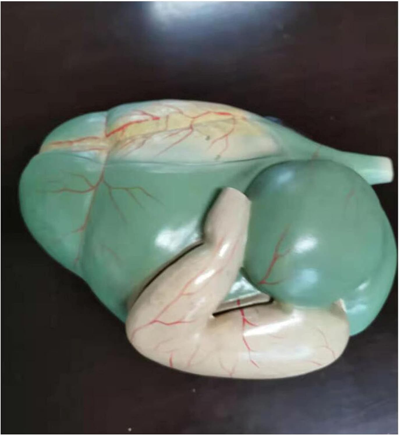 Modelo de anatomía de órgano de estómago de vaca Modelo de estómago anatómico de grado profesional para herramienta de educación de ciencias
