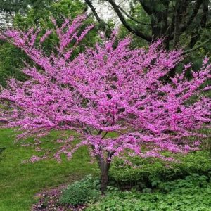 Plántulas de árbol de Redbud oriental para plantar, increíbles flores de primavera rosadas (1 plántula) – No se envía a California Plántulas de árbol de Redbud oriental para plantar, increíbles flores de primavera rosadas (1 plántula) – No se envía a California