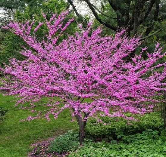 Plántulas de árbol de Redbud oriental para plantar, increíbles flores de primavera rosadas (1 plántula) – No se envía a California