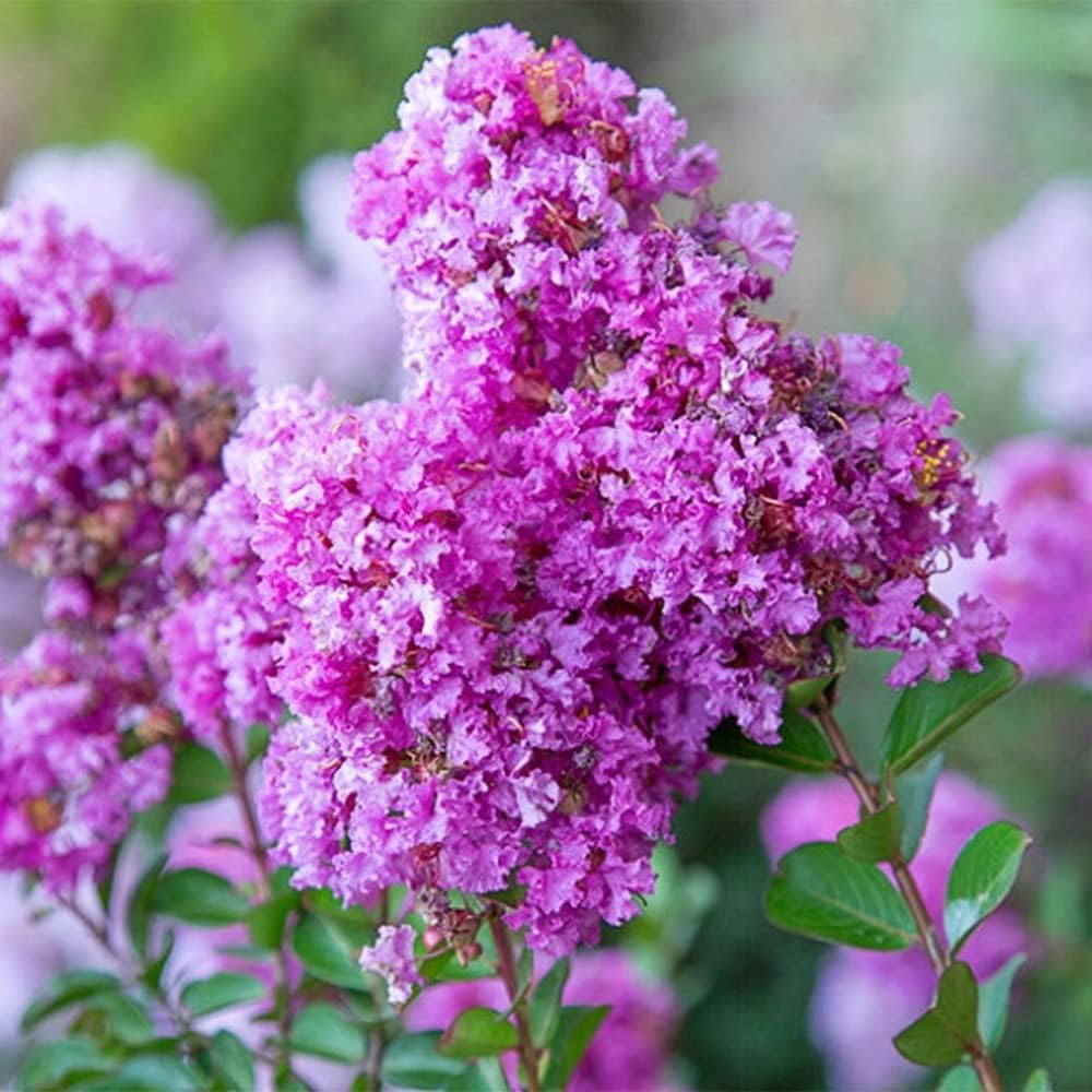 QAUZUY GARDEN 20 semillas de mirto de crepé de lagerstroemia moradas, coloridas flores de verano de larga duración, arbusto perenne, arbusto