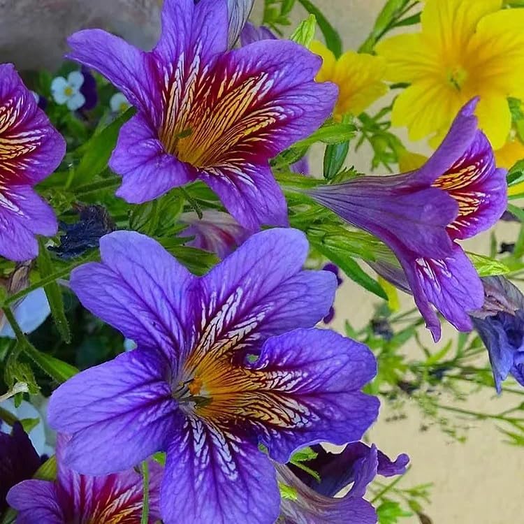 Chilean Morning Glory Seeds – 100 semillas de colores mixtos para flores impresionantes