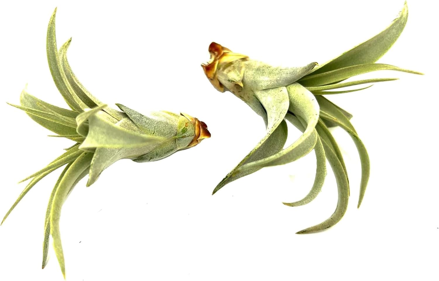 Planta de aire vivo  Tillandsia Xerographica Pup, regular 2-4 pulgadas  1 unidad  Ideal para regalos y regalos, plantas de interior vivas y plantas