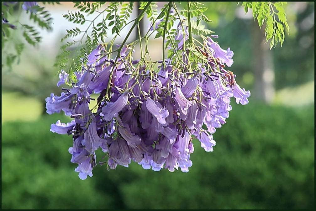SAVOIR Semillas de árbol de Jacaranda 100PCS Semillas Jacaranda Mimosifolia Azul Púrpura Semillas de árbol de flores