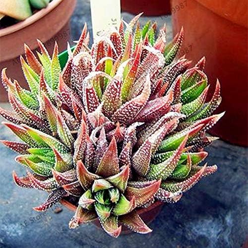 Semillas comestibles frescas de la planta del aloe vera 100pcs para plantar colores mezclados