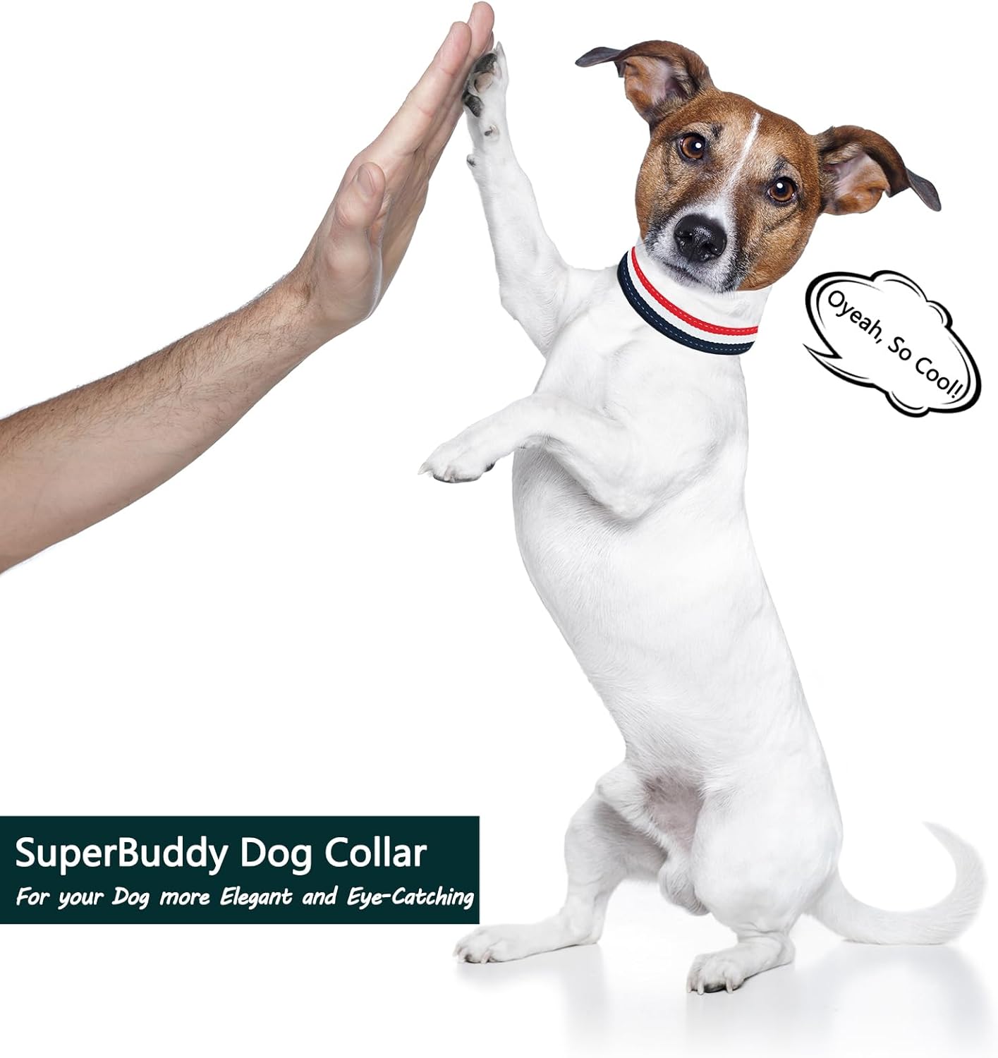 NISIYE Collar de perro de lujo, lindos collares para perros, collares duraderos para mascotas con hebilla de metal de seguridad para cachorros y