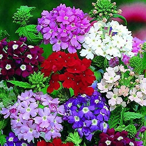 100pcs Semillas Verbena Drawf Mix Flor Anual Jardín Flores para Plantar No GMO