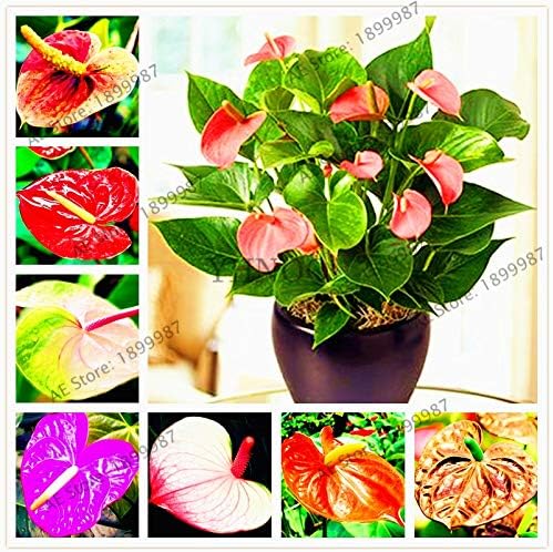 Semillas frescas de plantas de anturio 100pcs para plantar azul cielo azul