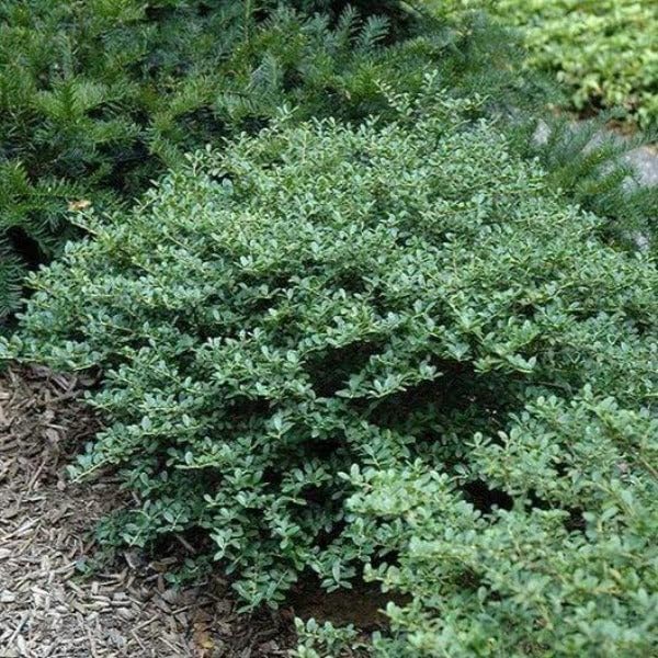 Helleri – Arbusto de acebo  3 plantas vivas I Ilex Cornutal  Árbol de hoja perenne compacto ideal para bordes bajos, jardines formales y