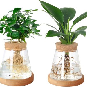 2 piezas de terrario de escritorio separadas, estación de propagación de plantas, planta de vidrio, planta de terrario, estación de agua, jarrón de 2 piezas de terrario de escritorio separadas, estación de propagación de plantas, planta de vidrio, planta de terrario, estación de agua, jarrón de