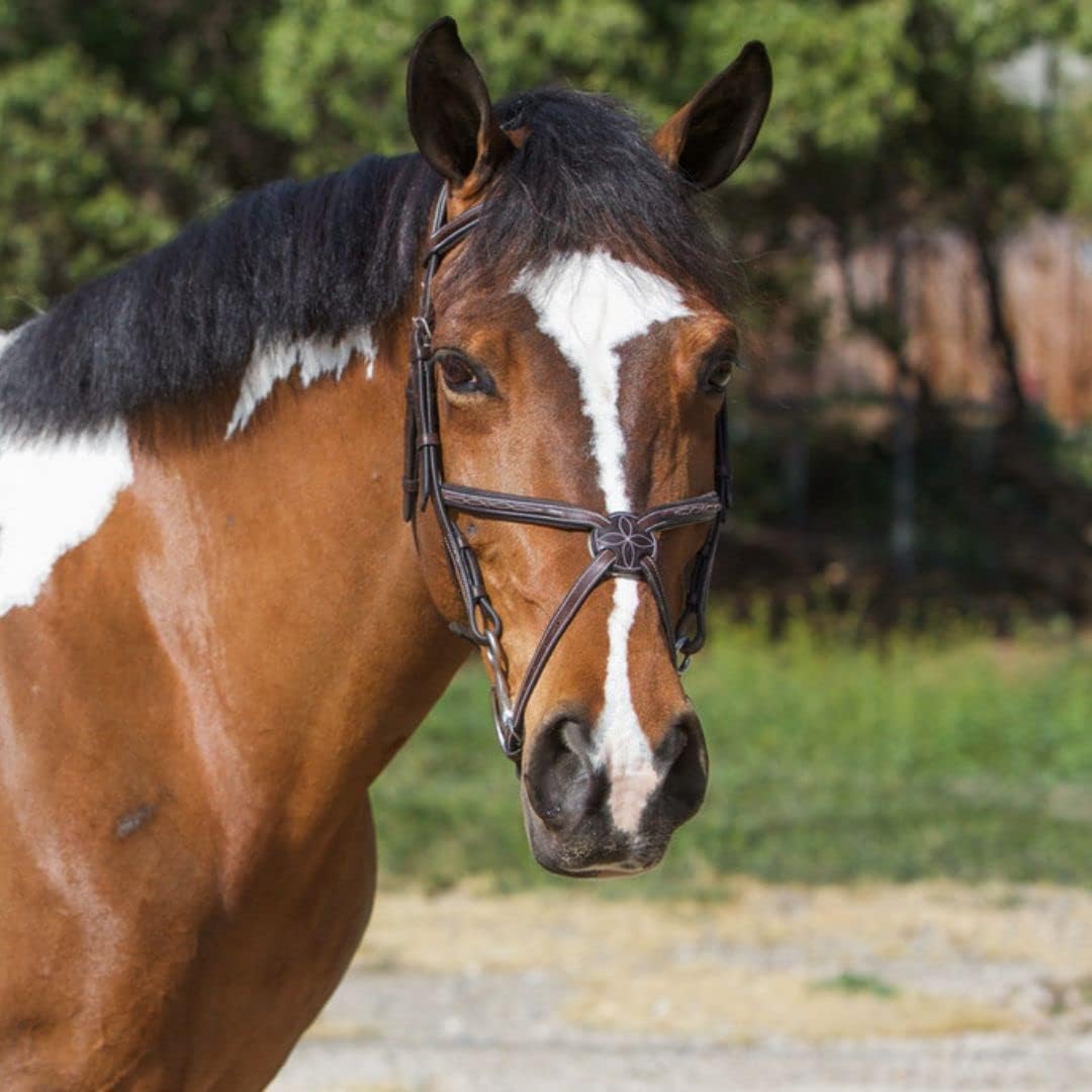 Exion Jumping Horse Bridle – Figura 8 cosida de diseñador con varillas de goma y hebillas SS